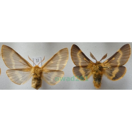 Lemonia dumi (Linnaeus, 1761) pair Czech1l